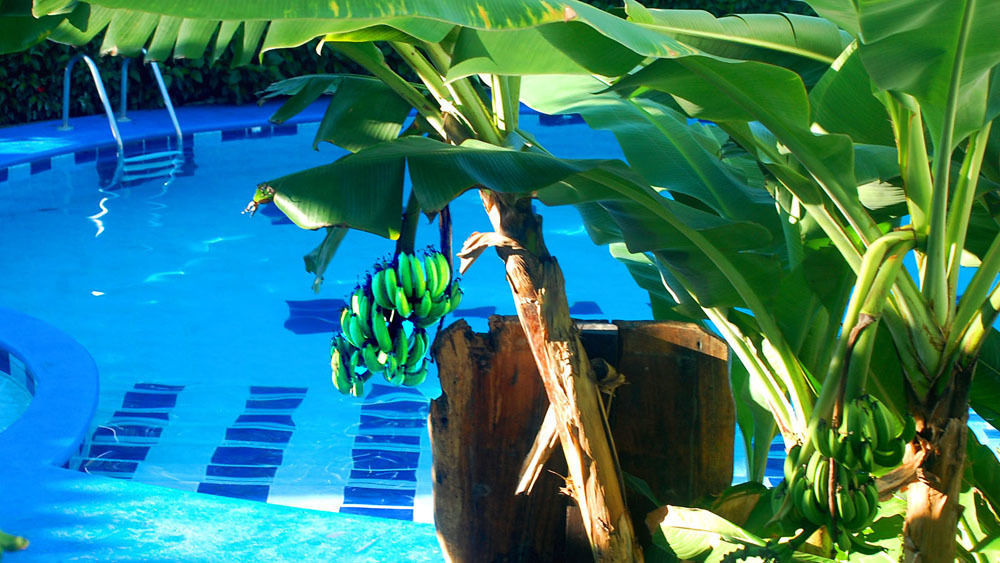 Hotel South Beach - Beachfront Jacó Extérieur photo